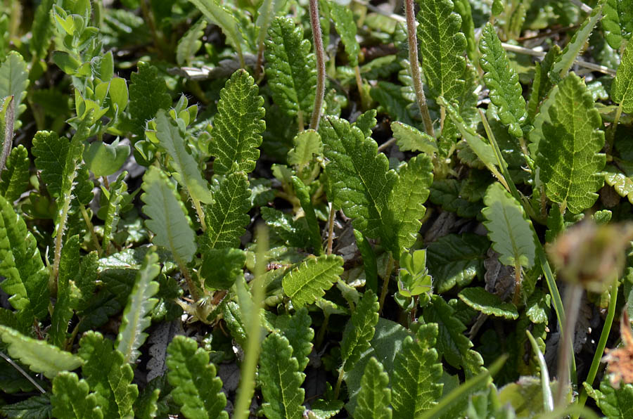 Dryas octopetala